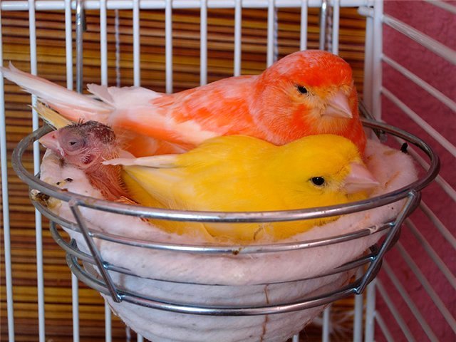 Содержание канареек и уход за ними в Тотьме