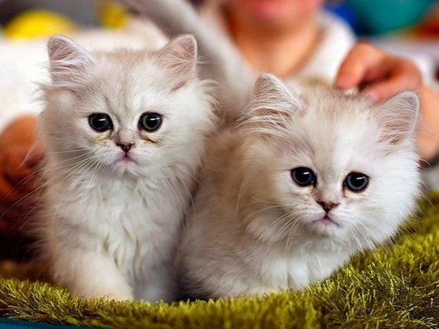 Породы кошек в Тотьме | ЗооТом портал о животных