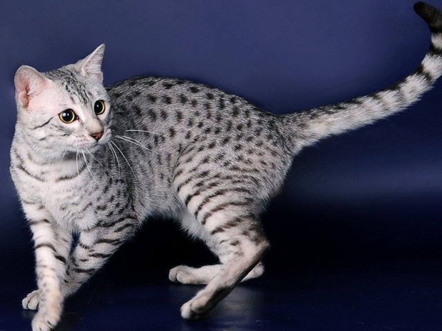 Породы кошек в Тотьме | ЗооТом портал о животных