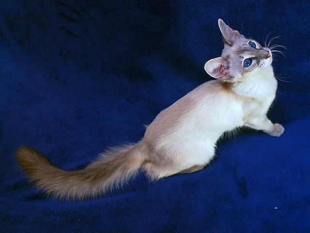 Выведенные породы кошек в Тотьме | ЗооТом портал о животных