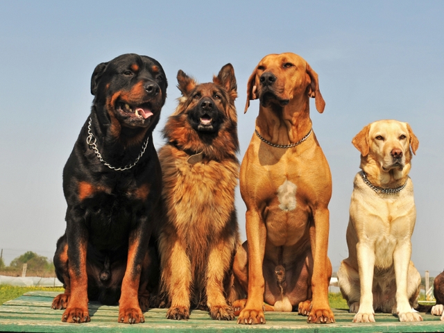 Крупные породы собак в Тотьме | ЗооТом портал о животных