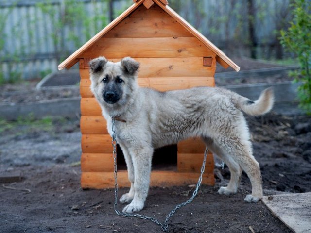 Все о собаках в Тотьме